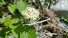 Megasyrphus laxus image
