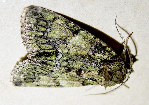 Guernsey Underwing, Център, Болгария , photo 7 of 10