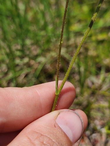 Image of Pityopsis oligantha by (c) Scott Allen Davis, some rights reserved (CC BY)