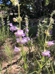 Penstemon jamesii