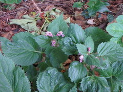 Lamium orvala