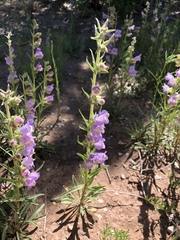 Penstemon jamesii