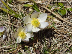 Pulsatilla vernalis