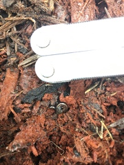 Batrachoseps wrighti