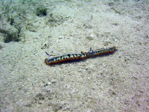 Neptunazurea kempfi