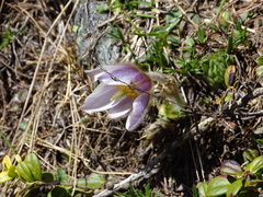 Pulsatilla vernalis