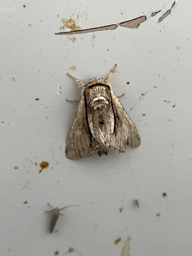 Paradrymonia vittata