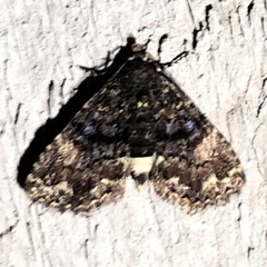 Metalectra richardsi