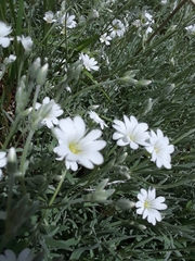 Cerastium tomentosum