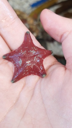 Chilean Bat Star