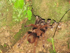 Sericopelma