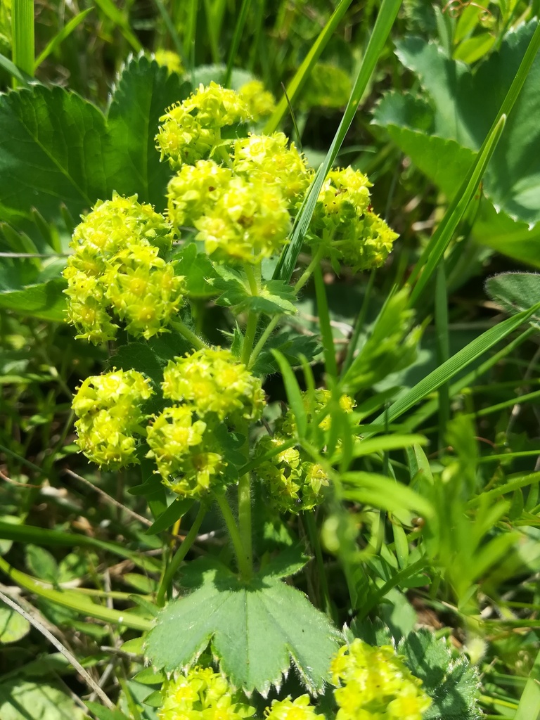 Lady's mantle