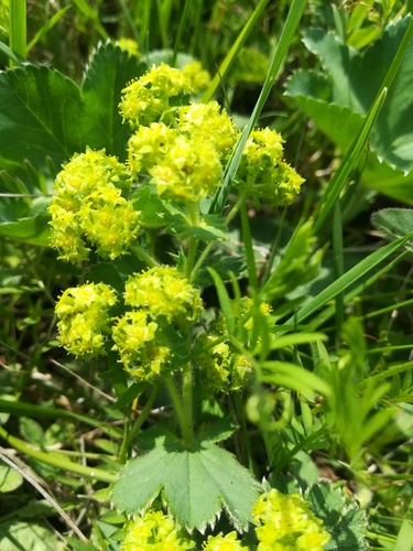 Alchemilla plicata Buser