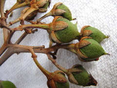 Vismia guianensis