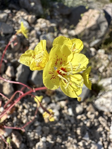 Chylismia munzii (Chylismia munzii)