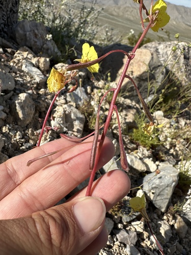 Image of Chylismia munzii by (c) Matt Berger, some rights reserved (CC BY)