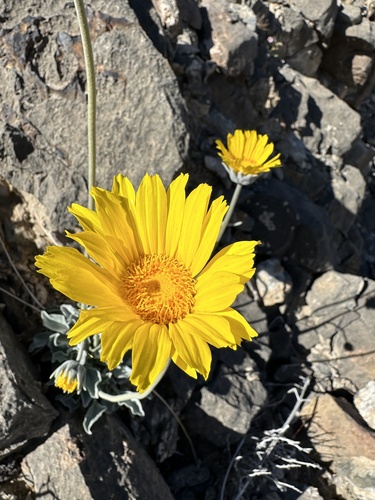 Image of Enceliopsis nudicaulis by (c) Matt Berger, some rights reserved (CC BY)