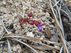 Collinsia callosa