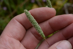 Phleum bertolonii