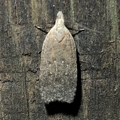 Dichomeris ventrellus