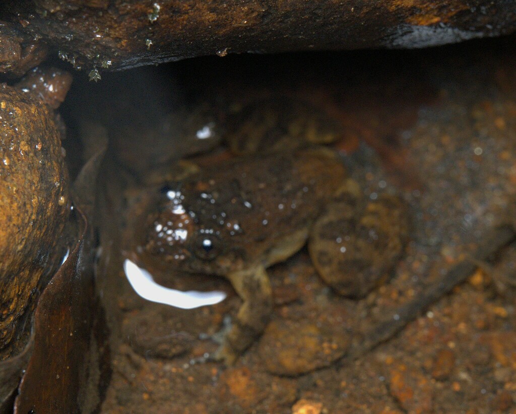 Forest Night Frog
