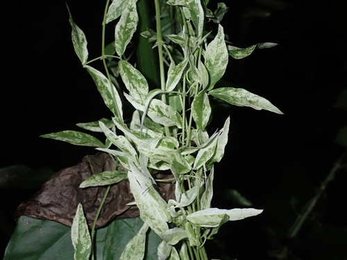 Dolichandra unguis-cati observed 2024-06-16