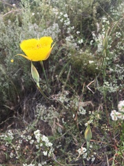 Calochortus weedii