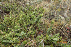 Veronica vernicosa