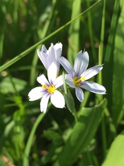 Sisyrinchium albidum