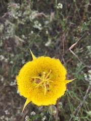 Calochortus weedii