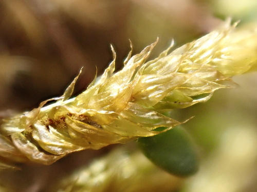 Oake's Wood-moss (Hylocomiastrum pyrenaicum)