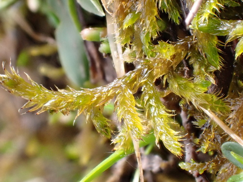 Plaited Leskea (Lescuraea plicata)
