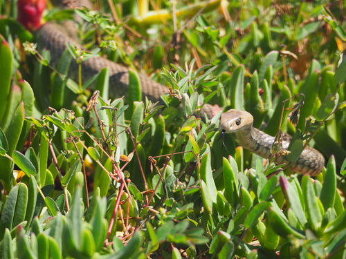 Eastern Brown Snake sighting