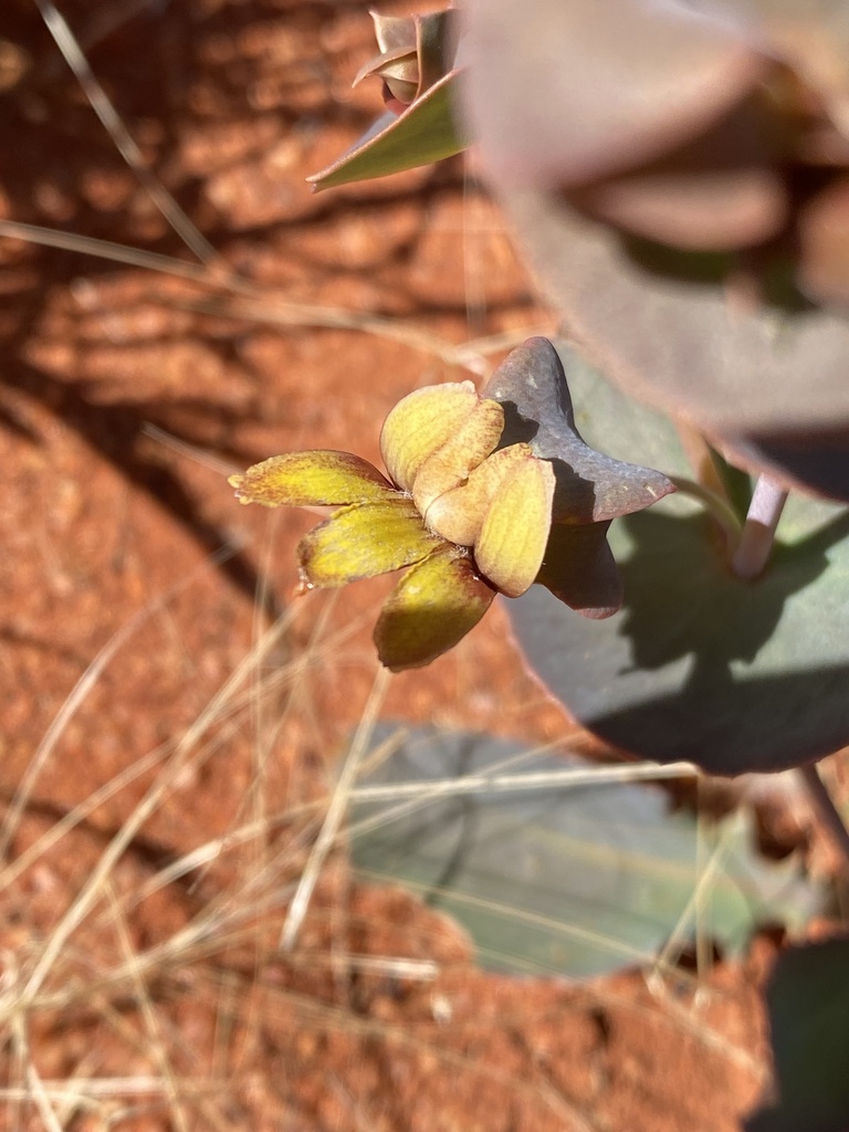 Goodenia aluta