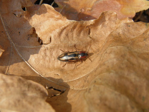 Kryžiuotasis Rugiaspragšis