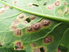 Puccinia phragmitis