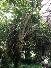 Smallanthus pyramidalis