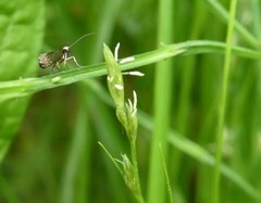 Micropterix calthella