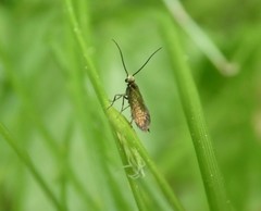 Micropterix calthella