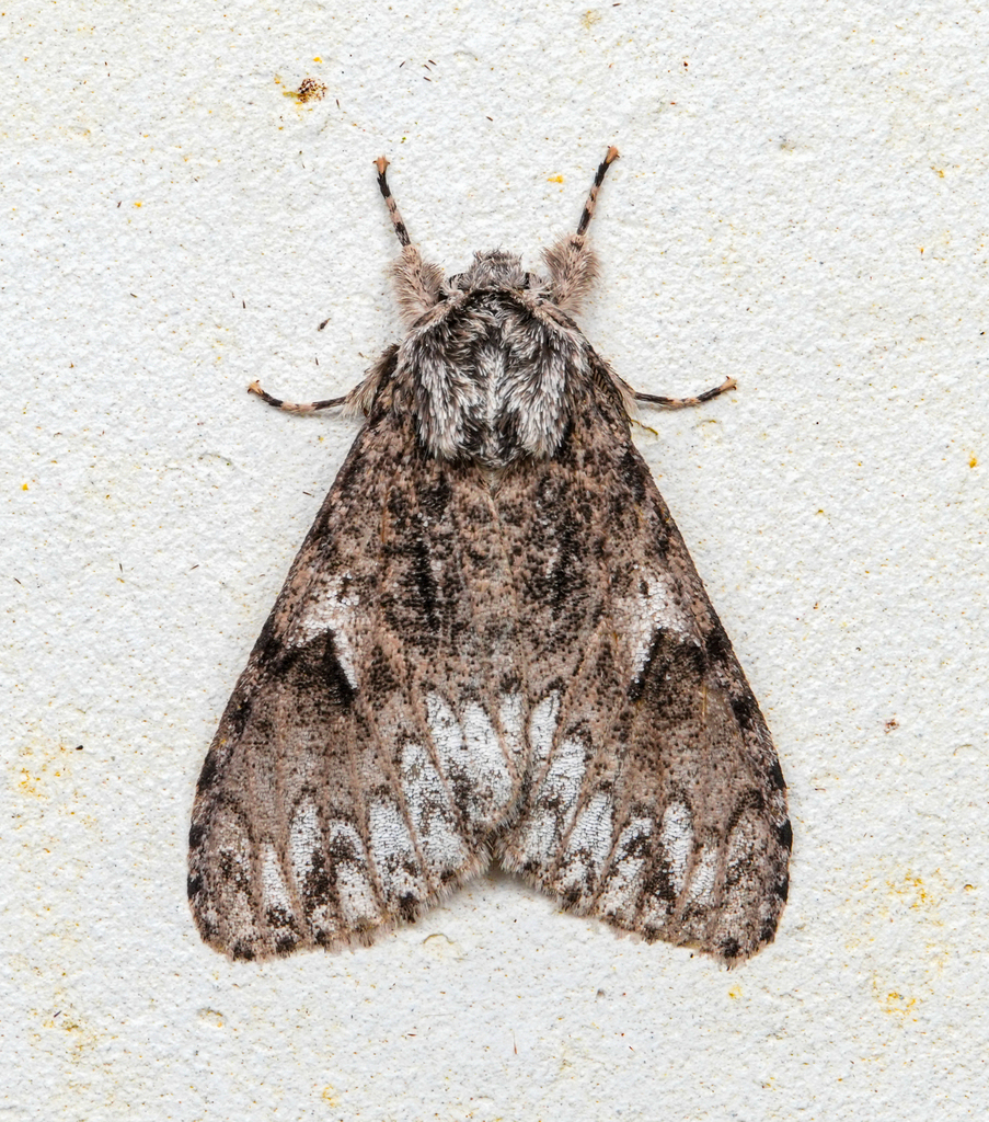 Lymantria tortivalvula