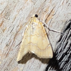 Glaphyria sesquistrialis