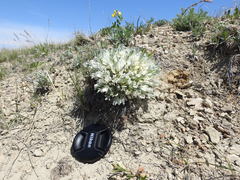 Astragalus gilviflorus