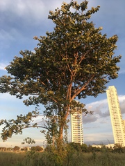 Hymenaea stigonocarpa