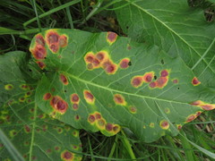 Puccinia phragmitis