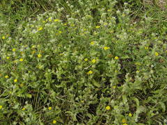 Pulicaria vulgaris