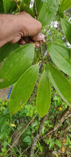Cinnamomum malabatrum