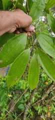Cinnamomum malabatrum