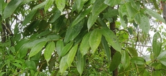 Cinnamomum malabatrum, photograph T R Shankar Raman, CC BY, iNaturalist via GBIF