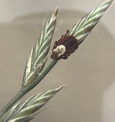 Dermacentor variabilis