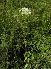Ostericum palustre